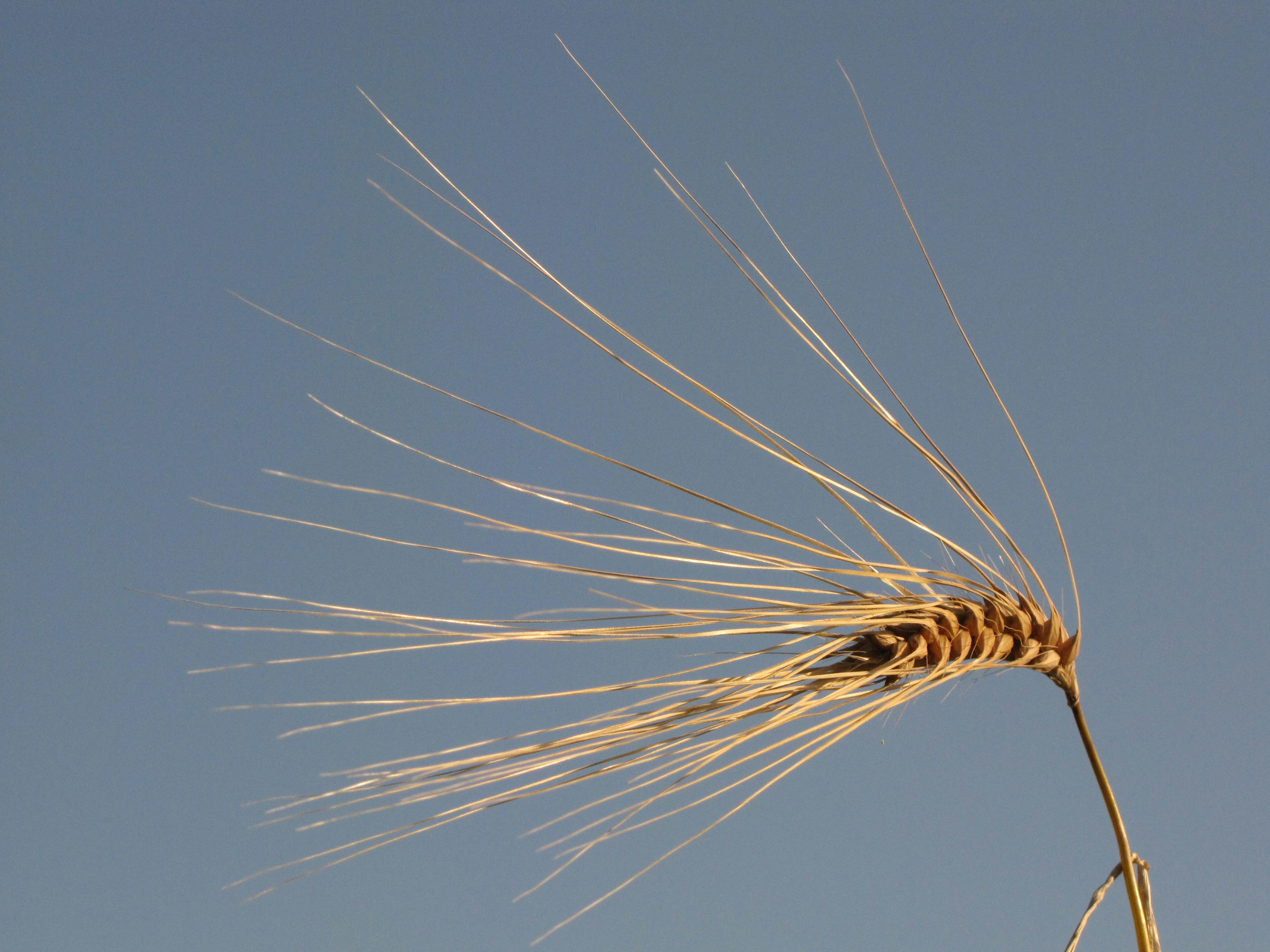 Seed sprouting - the beginning