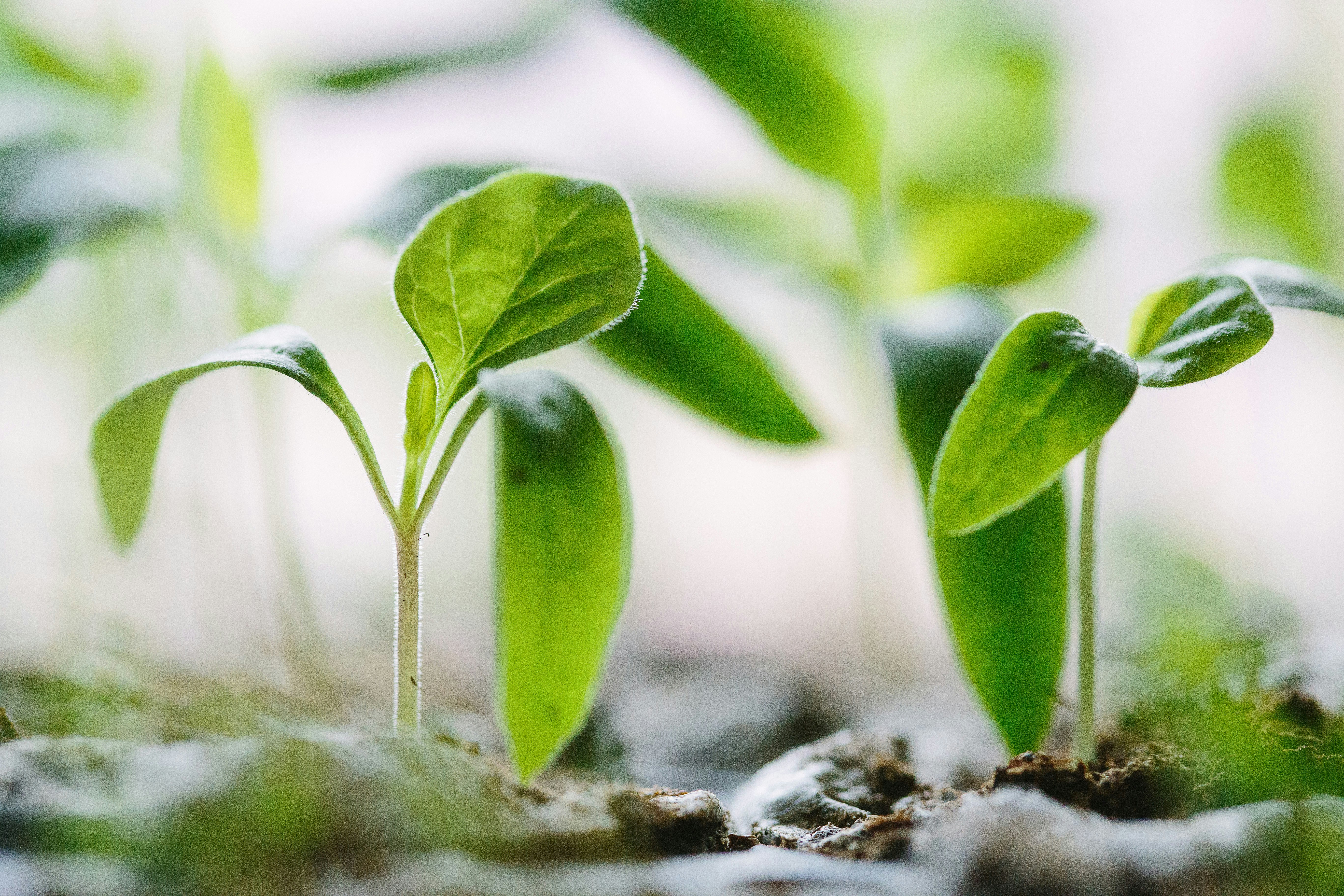 Young seedling emerging