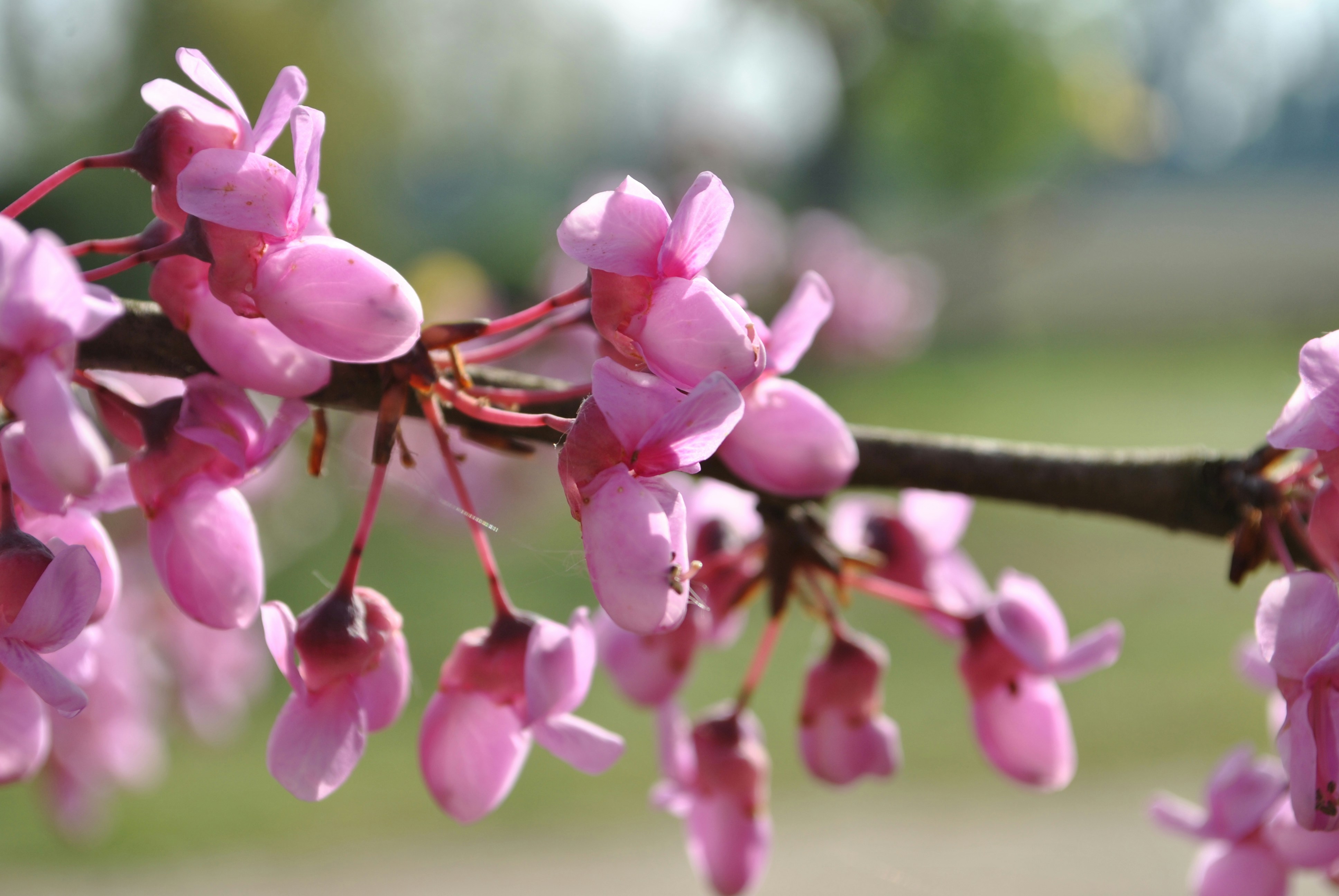 Flowering and blooming